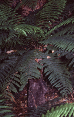 APII jpeg image of Christella dentata  © contact APII