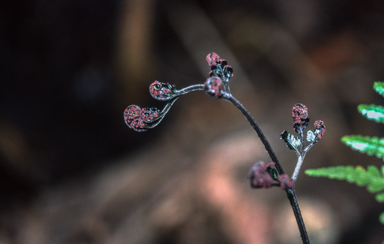 APII jpeg image of Lastreopsis rufescens  © contact APII