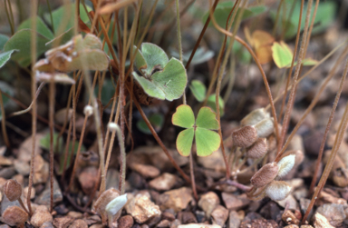 APII jpeg image of Marsilea drummondii  © contact APII