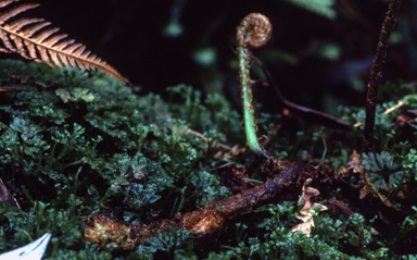 APII jpeg image of Rumohra adiantiformis  © contact APII