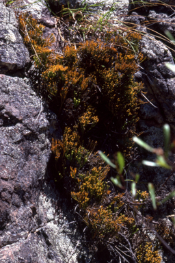 APII jpeg image of Psilotum nudum  © contact APII