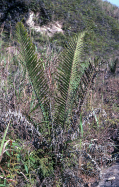 APII jpeg image of Blechnum orientale  © contact APII