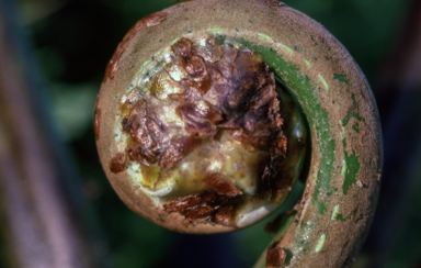 APII jpeg image of Cyathea decurrens  © contact APII