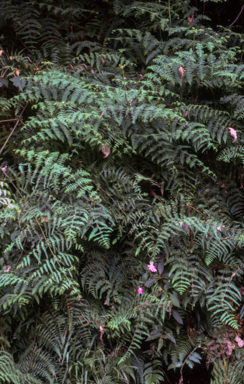 APII jpeg image of Histiopteris  © contact APII