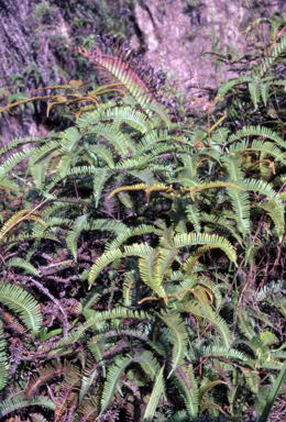 APII jpeg image of Dicranopteris linearis var. subferruginea  © contact APII