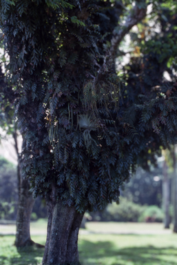 APII jpeg image of Drynaria rigidula,<br/>Platycerium wandae  © contact APII