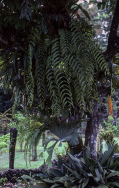 APII jpeg image of Goniophlebium percussum,<br/>Platycerium wandae  © contact APII