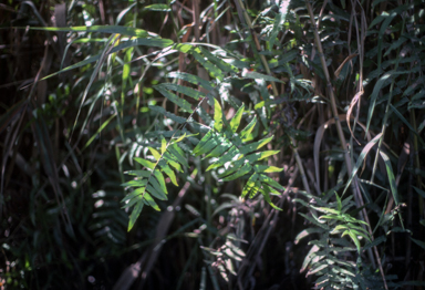 APII jpeg image of Ampelopteris prolifera  © contact APII