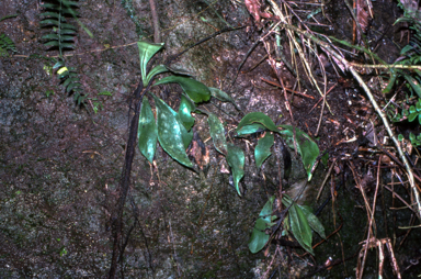 APII jpeg image of Antrophyum callifolium  © contact APII
