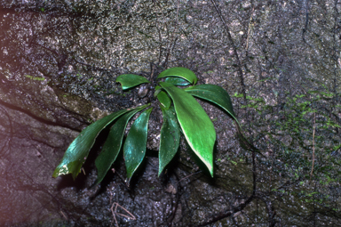 APII jpeg image of Antrophyum callifolium  © contact APII