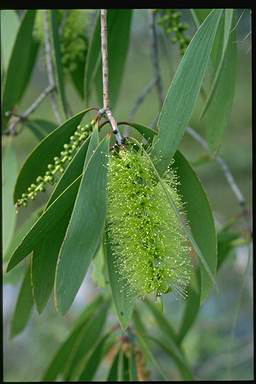 APII jpeg image of Melaleuca viridiflora  © contact APII