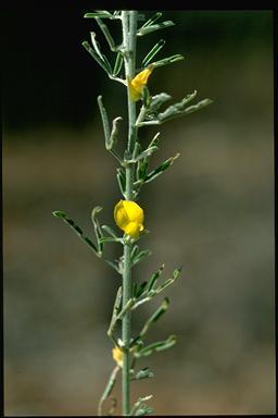 APII jpeg image of Crotalaria medicaginea  © contact APII