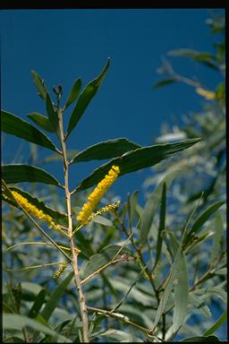 APII jpeg image of Acacia leptocarpa  © contact APII