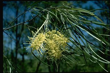 APII jpeg image of Grevillea parallela  © contact APII