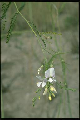 APII jpeg image of Sesbania erubescens  © contact APII