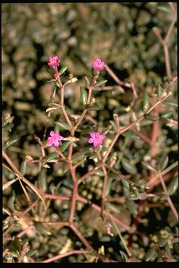 APII jpeg image of Portulaca oligosperma  © contact APII