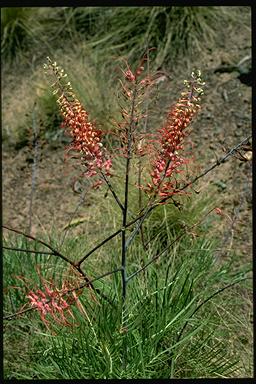 APII jpeg image of Grevillea dryandri subsp. dryandri  © contact APII