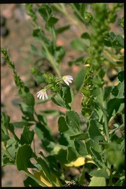 APII jpeg image of Scaevola glabrata  © contact APII