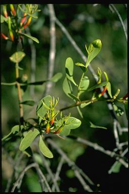 APII jpeg image of Lysiana spathulata subsp. spathulata  © contact APII