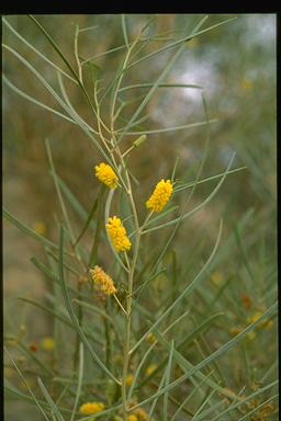 APII jpeg image of Acacia adsurgens  © contact APII