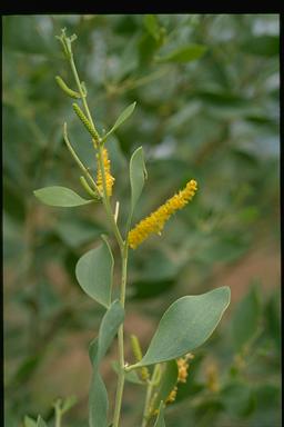 APII jpeg image of Acacia umbellata  © contact APII