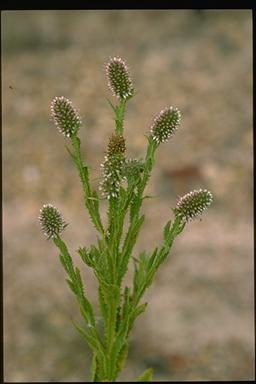 APII jpeg image of Pterocaulon serrulatum  © contact APII