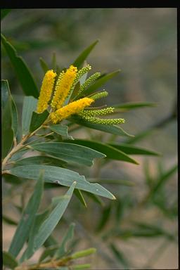 APII jpeg image of Acacia hemsleyi  © contact APII