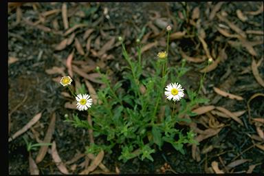 APII jpeg image of Camptacra gracilis f. gracilis  © contact APII