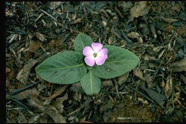 APII jpeg image of Brunoniella acaulis subsp. acaulis  © contact APII