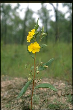 APII jpeg image of Hibbertia longifolia  © contact APII