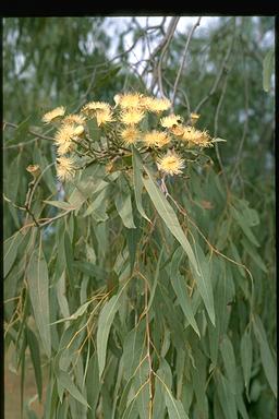 APII jpeg image of Corymbia terminalis  © contact APII