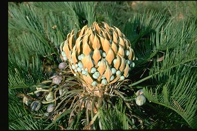 APII jpeg image of Cycas platyphylla  © contact APII