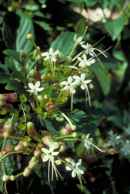 APII jpeg image of Clerodendrum longiflorum var. glabrum  © contact APII