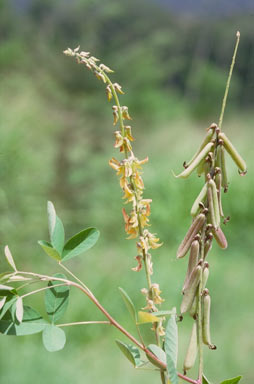 APII jpeg image of Crotalaria pallida  © contact APII