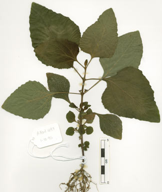 APII jpeg image of Adenostemma macrophyllum  © contact APII