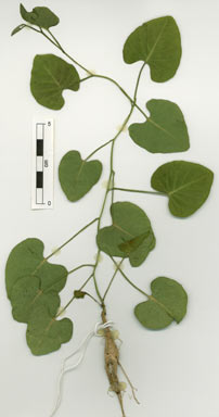 APII jpeg image of Ipomoea velutina  © contact APII