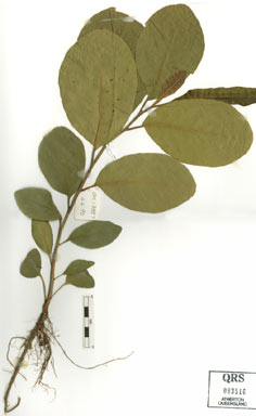 APII jpeg image of Terminalia platyphylla  © contact APII