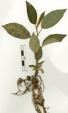 APII jpeg image of Ficus triradiata  © contact APII