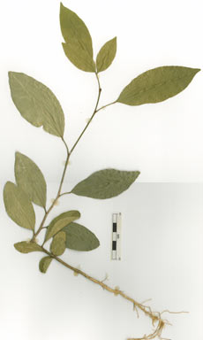 APII jpeg image of Glycosmis trifoliata  © contact APII