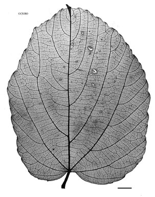 APII jpeg image of Cayratia cardiophylla  © contact APII