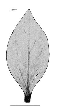 APII jpeg image of Dischidia litoralis  © contact APII