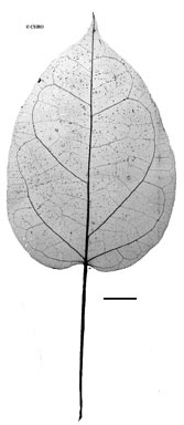 APII jpeg image of Heterostemma acuminatum  © contact APII