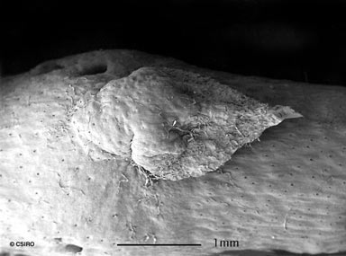 APII jpeg image of Cynanchum viminale subsp. brunonianum  © contact APII