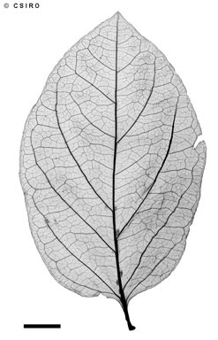 APII jpeg image of Glossocarya hemiderma  © contact APII