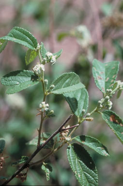 APII jpeg image of Grewia retusifolia  © contact APII