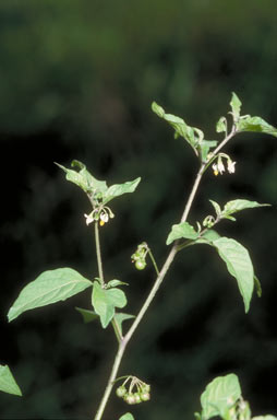 APII jpeg image of Solanum nigrum  © contact APII