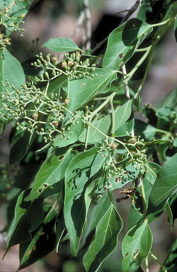 APII jpeg image of Premna acuminata  © contact APII