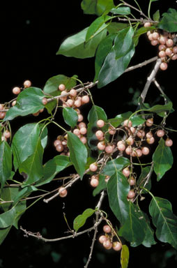 APII jpeg image of Cordia dichotoma  © contact APII