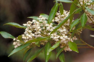 APII jpeg image of Elaeocarpus elliffii  © contact APII