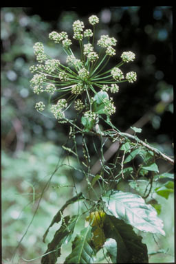 APII jpeg image of Mackinlaya macrosciadea  © contact APII